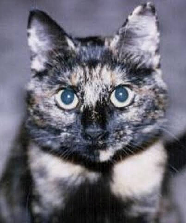 Kirin Cat